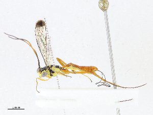  (banMalaise01 Malaise7177 - CBG-A08719-E08)  @11 [ ] CreativeCommons - Attribution Share - Alike (2023) CBG Photography Group Centre for Biodiversity Genomics