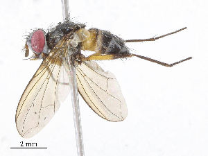  ( - CBG-A08719-H05)  @11 [ ] CreativeCommons - Attribution Share - Alike (2023) CBG Photography Group Centre for Biodiversity Genomics