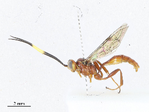  ( - CBG-A08723-E06)  @11 [ ] CreativeCommons - Attribution Share - Alike (2023) CBG Photography Group Centre for Biodiversity Genomics