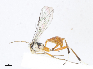  (ichJanzen01 Malaise2469 - CBG-A08724-F10)  @11 [ ] CreativeCommons - Attribution Share - Alike (2023) CBG Photography Group Centre for Biodiversity Genomics