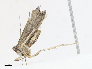  ( - CBG-A08725-D03)  @11 [ ] CreativeCommons - Attribution Share - Alike (2023) CBG Photography Group Centre for Biodiversity Genomics