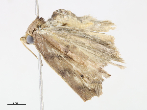  ( - CBG-A08739-G08)  @11 [ ] CreativeCommons - Attribution Share-Alike (2023) CBG Photography Group Centre for Biodiversity Genomics