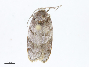  ( - CBG-A08740-A07)  @11 [ ] CreativeCommons - Attribution Share - Alike (2023) CBG Photography Group Centre for Biodiversity Genomics