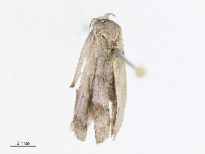  ( - CBG-A08740-D01)  @11 [ ] CreativeCommons - Attribution Share - Alike (2023) CBG Photography Group Centre for Biodiversity Genomics