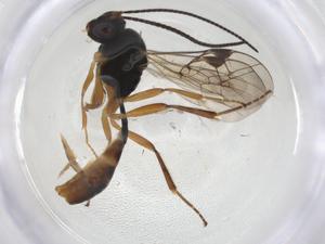  ( - CBG-A08970-D12)  @11 [ ] CreativeCommons - Attribution Share - Alike (2023) Centre for Biodiversity Genomics Centre for Biodiversity Genomics