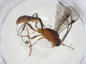  ( - CBG-A08970-E03)  @11 [ ] CreativeCommons - Attribution Share - Alike (2023) Centre for Biodiversity Genomics Centre for Biodiversity Genomics