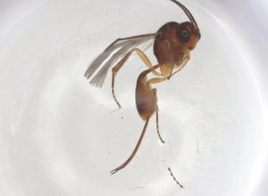  ( - CBG-A08977-B03)  @11 [ ] CreativeCommons - Attribution Share - Alike (2023) Centre for Biodiversity Genomics Centre for Biodiversity Genomics