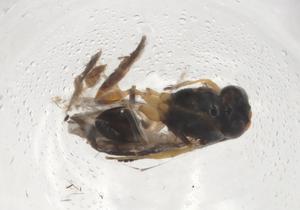  ( - CBG-A08984-H02)  @11 [ ] CreativeCommons - Attribution Share - Alike (2023) Centre for Biodiversity Genomics Centre for Biodiversity Genomics