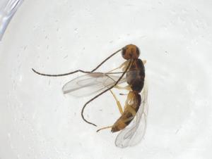  (Allorhogas Malaise1730 - CBG-A09003-F10)  @11 [ ] CreativeCommons - Attribution Share - Alike (2023) Centre for Biodiversity Genomics Centre for Biodiversity Genomics