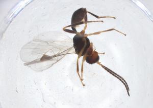  (Leiophron Malaise4592 - CBG-A09036-G07)  @11 [ ] CreativeCommons - Attribution Share - Alike (2023) Centre for Biodiversity Genomics Centre for Biodiversity Genomics