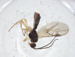  ( - CBG-A09048-E03)  @11 [ ] CreativeCommons - Attribution Share - Alike (2023) Centre for Biodiversity Genomics Centre for Biodiversity Genomics