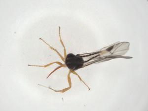  ( - CBG-A09634-C07)  @11 [ ] CreativeCommons - Attribution Share - Alike (2023) Centre for Biodiversity Genomics Centre for Biodiversity Genomics