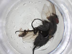  ( - CBG-A10593-H09)  @11 [ ] CreativeCommons - Attribution Share - Alike (2023) Centre for Biodiversity Genomics Centre for Biodiversity Genomics