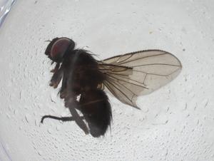  (Phyllophilopsis Malaise4303 - CBG-A10601-D12)  @11 [ ] CreativeCommons - Attribution Share - Alike (2023) Centre for Biodiversity Genomics Centre for Biodiversity Genomics