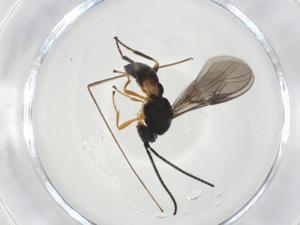  (opiMalaise01 Malaise2139 - CBG-A10603-F06)  @11 [ ] CreativeCommons - Attribution Share - Alike (2023) Centre for Biodiversity Genomics Centre for Biodiversity Genomics