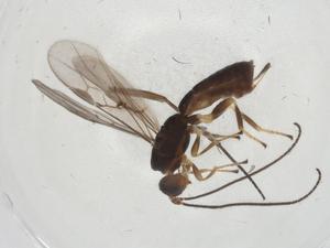  (Allorhogas Malaise0292 - CBG-A10605-D02)  @11 [ ] CreativeCommons - Attribution Share - Alike (2023) Centre for Biodiversity Genomics Centre for Biodiversity Genomics