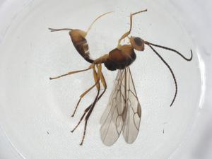  ( - CBG-A10605-E12)  @11 [ ] CreativeCommons - Attribution Share - Alike (2023) Centre for Biodiversity Genomics Centre for Biodiversity Genomics