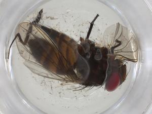  (Ischyrophaga Malaise9296 - CBG-A10629-C09)  @11 [ ] CreativeCommons - Attribution Share - Alike (2023) Centre for Biodiversity Genomics Centre for Biodiversity Genomics