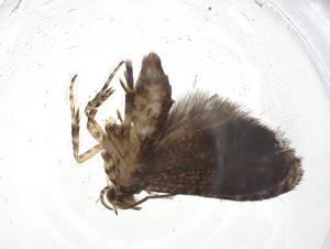 ( - CBG-A10634-F01)  @11 [ ] CreativeCommons - Attribution Share - Alike (2023) Centre for Biodiversity Genomics Centre for Biodiversity Genomics