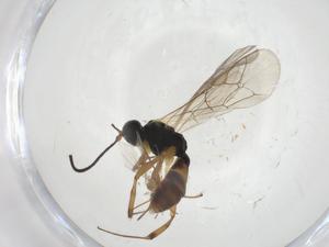  (ichJanzen01 Janzen9711 - CBG-A10636-C10)  @11 [ ] CreativeCommons - Attribution Share - Alike (2023) Centre for Biodiversity Genomics Centre for Biodiversity Genomics