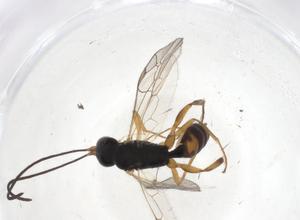  ( - CBG-A10637-B02)  @11 [ ] CreativeCommons - Attribution Share - Alike (2023) Centre for Biodiversity Genomics Centre for Biodiversity Genomics