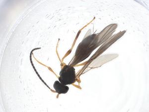  ( - CBG-A10644-H02)  @11 [ ] CreativeCommons - Attribution Share - Alike (2023) Centre for Biodiversity Genomics Centre for Biodiversity Genomics