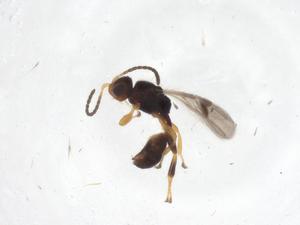  (Leiophron Malaise4217 - CBG-A10645-E11)  @11 [ ] CreativeCommons - Attribution Share - Alike (2023) Centre for Biodiversity Genomics Centre for Biodiversity Genomics