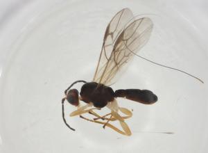  ( - CBG-A10701-C04)  @11 [ ] CreativeCommons - Attribution Share - Alike (2023) Centre for Biodiversity Genomics Centre for Biodiversity Genomics