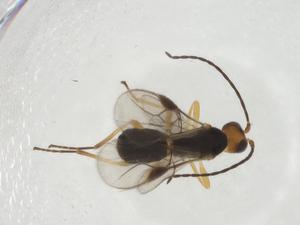  (Stiropius Malaise2979 - CBG-A10704-G03)  @11 [ ] CreativeCommons - Attribution Share - Alike (2023) Centre for Biodiversity Genomics Centre for Biodiversity Genomics