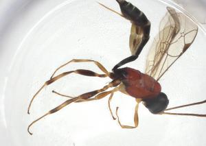  (ichJanzen01 Janzen2509 - CBG-A10729-E01)  @11 [ ] CreativeCommons - Attribution Share - Alike (2023) Centre for Biodiversity Genomics Centre for Biodiversity Genomics