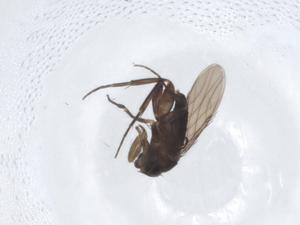  ( - CBG-A10734-E05)  @11 [ ] CreativeCommons - Attribution Share - Alike (2023) Centre for Biodiversity Genomics Centre for Biodiversity Genomics