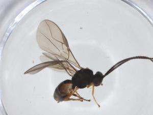  ( - CBG-A10746-E06)  @11 [ ] CreativeCommons - Attribution Share - Alike (2023) Centre for Biodiversity Genomics Centre for Biodiversity Genomics