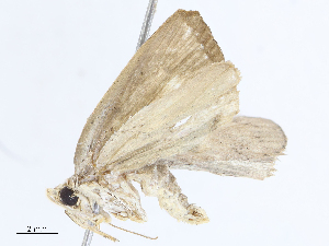  ( - CBG-A10814-C12)  @11 [ ] CreativeCommons - Attribution Share - Alike (2023) CBG Photography Group Centre for Biodiversity Genomics