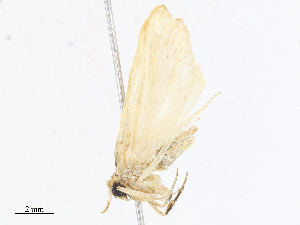  (cramMalaise6468 Malaise6468 - CBG-A10815-A01)  @11 [ ] CreativeCommons - Attribution Share - Alike (2023) CBG Photography Group Centre for Biodiversity Genomics