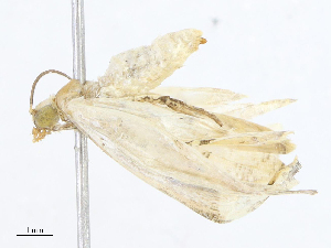  ( - CBG-A10815-C04)  @11 [ ] CreativeCommons - Attribution Share - Alike (2023) CBG Photography Group Centre for Biodiversity Genomics