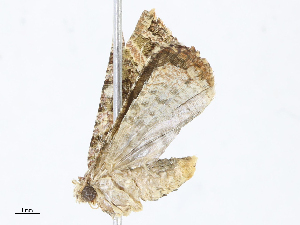  ( - CBG-A10815-C08)  @11 [ ] CreativeCommons - Attribution Share - Alike (2023) CBG Photography Group Centre for Biodiversity Genomics