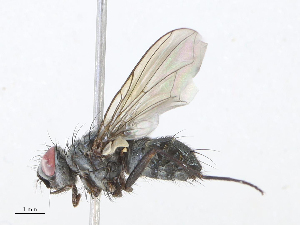  (Cholomyia Malaise8691 - CBG-A10815-F08)  @11 [ ] CreativeCommons - Attribution Share - Alike (2023) CBG Photography Group Centre for Biodiversity Genomics