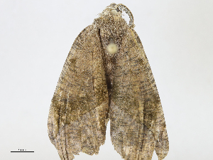  (Hygrochroma BioAlfa1189 - CBG-A10816-E08)  @11 [ ] CreativeCommons - Attribution Share - Alike (2023) CBG Photography Group Centre for Biodiversity Genomics