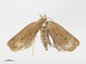  (elachMalaise5076 - CBG-A10816-F09)  @11 [ ] CreativeCommons - Attribution Share - Alike (2023) CBG Photography Group Centre for Biodiversity Genomics