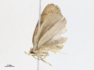  ( - CBG-A10817-D02)  @11 [ ] CreativeCommons - Attribution Share - Alike (2023) CBG Photography Group Centre for Biodiversity Genomics