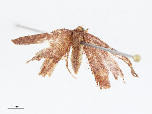  ( - CBG-A10818-C06)  @11 [ ] CreativeCommons - Attribution Share - Alike (2023) CBG Photography Group Centre for Biodiversity Genomics