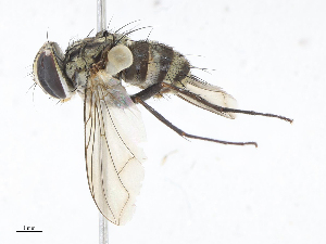  ( - CBG-A10818-G07)  @11 [ ] CreativeCommons - Attribution Share - Alike (2023) CBG Photography Group Centre for Biodiversity Genomics