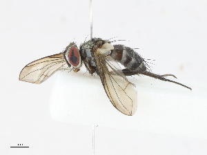  ( - CBG-A10820-F07)  @11 [ ] CreativeCommons - Attribution Share - Alike (2023) CBG Photography Group Centre for Biodiversity Genomics