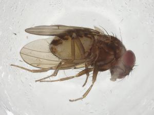  (Drosophila limensis - CBG-A11682-G03)  @11 [ ] CreativeCommons - Attribution Share - Alike (2023) Centre for Biodiversity Genomics Centre for Biodiversity Genomics