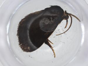  ( - CBG-A11684-B03)  @11 [ ] CreativeCommons - Attribution Share - Alike (2023) Centre for Biodiversity Genomics Centre for Biodiversity Genomics