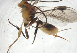  ( - CBG-A11700-H10)  @11 [ ] CreativeCommons - Attribution Share - Alike (2023) Centre for Biodiversity Genomics Centre for Biodiversity Genomics