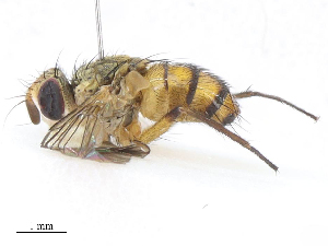  (Clausicella Janzen9652 - CBG-A13193-H07)  @11 [ ] CreativeCommons - Attribution Share - Alike (2023) CBG Photography Group Centre for Biodiversity Genomics