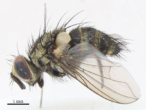  ( - CBG-A13194-G06)  @11 [ ] CreativeCommons - Attribution Share - Alike (2023) CBG Photography Group Centre for Biodiversity Genomics