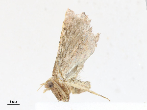  (chryBioLep01 Malaise1194 - CBG-A13196-G01)  @11 [ ] CreativeCommons - Attribution Share - Alike (2023) CBG Photography Group Centre for Biodiversity Genomics