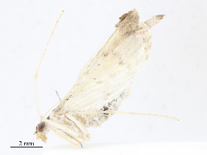  (Blepharomastix Malaise7499 - CBG-A13198-F10)  @11 [ ] CreativeCommons - Attribution Share - Alike (2023) CBG Photography Group Centre for Biodiversity Genomics